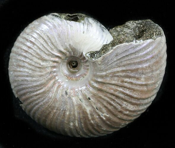 Iridescent Ammonite (Eboraciceras) Fossil - Russia #34625
